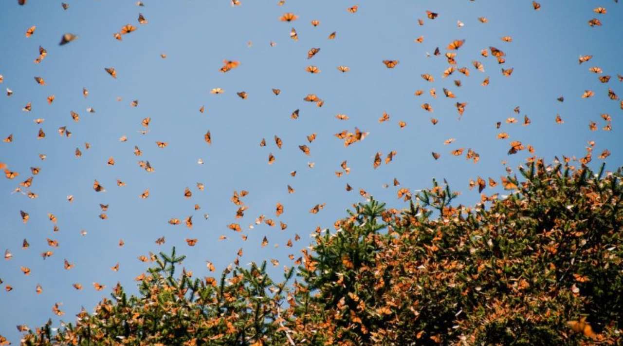 Abren santuarios de la mariposa monarca en Michoacán para temporada 2025-2026