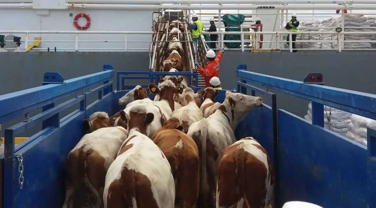 Sheinbaum se reunirá con funcionaria de EE.UU. por cierre fronterizo al ganado mexicano