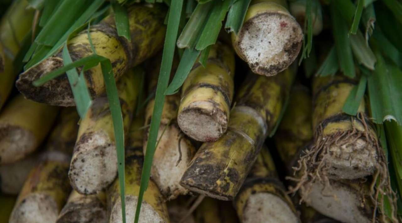 Productores cañeros buscan plan de rescate ante pérdidas por importaciones de azúcar