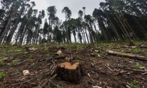 Diputados alistan penas de hasta 10 años de prisión para talamontes