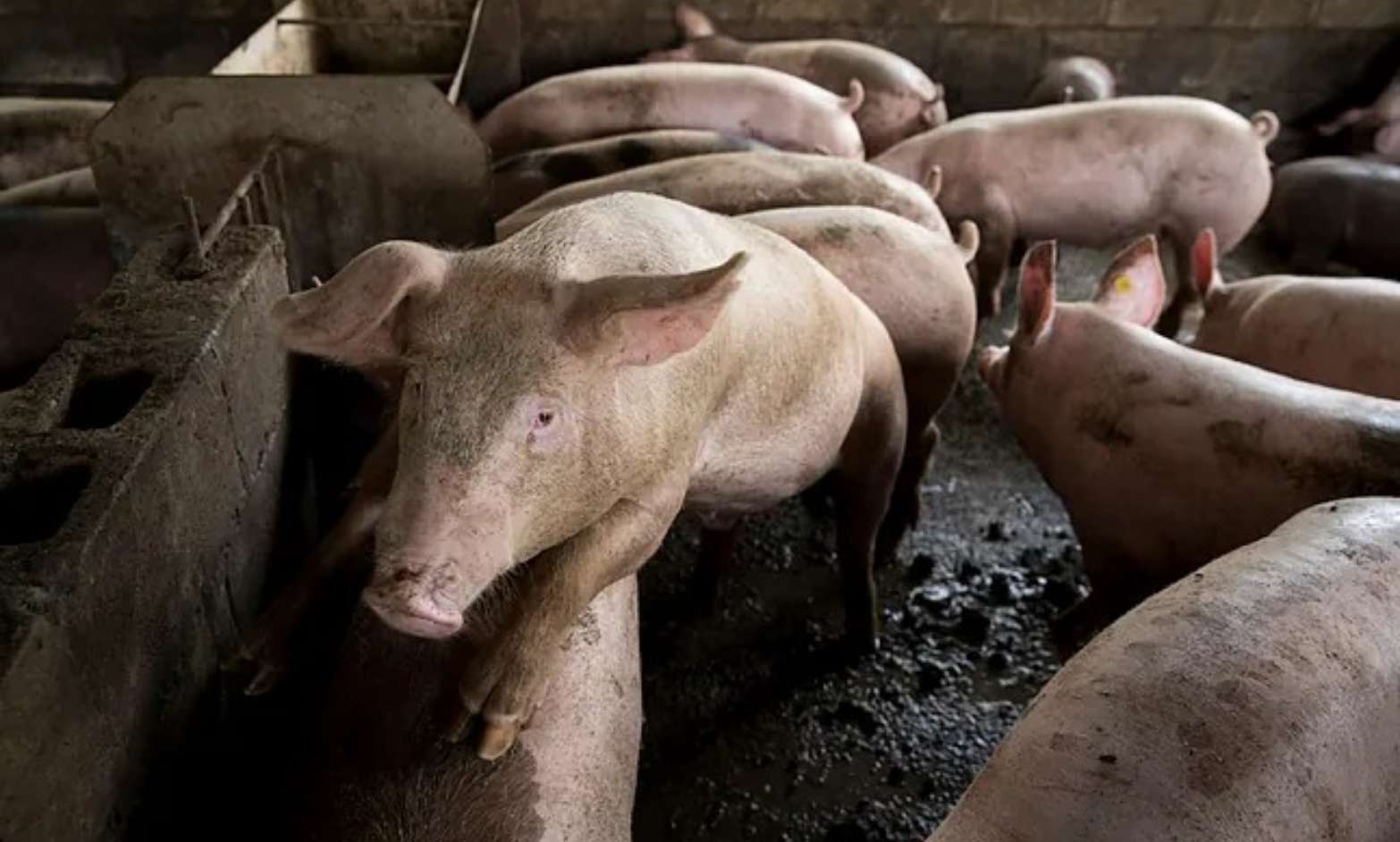 Organizaciones agrarias exigen sacrificar 40 mil cerdos y jabalíes por brote de peste porcina en España