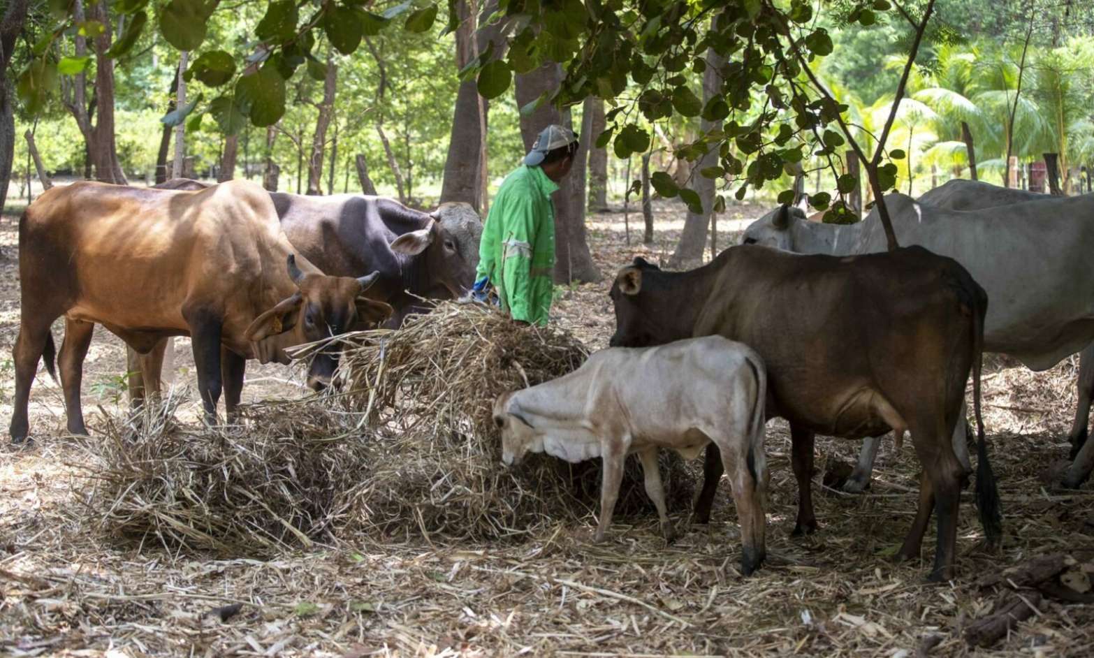 México activa emergencia nacional por gusano barrenador; advierten riesgo para mamíferos, aves y animales de compañía