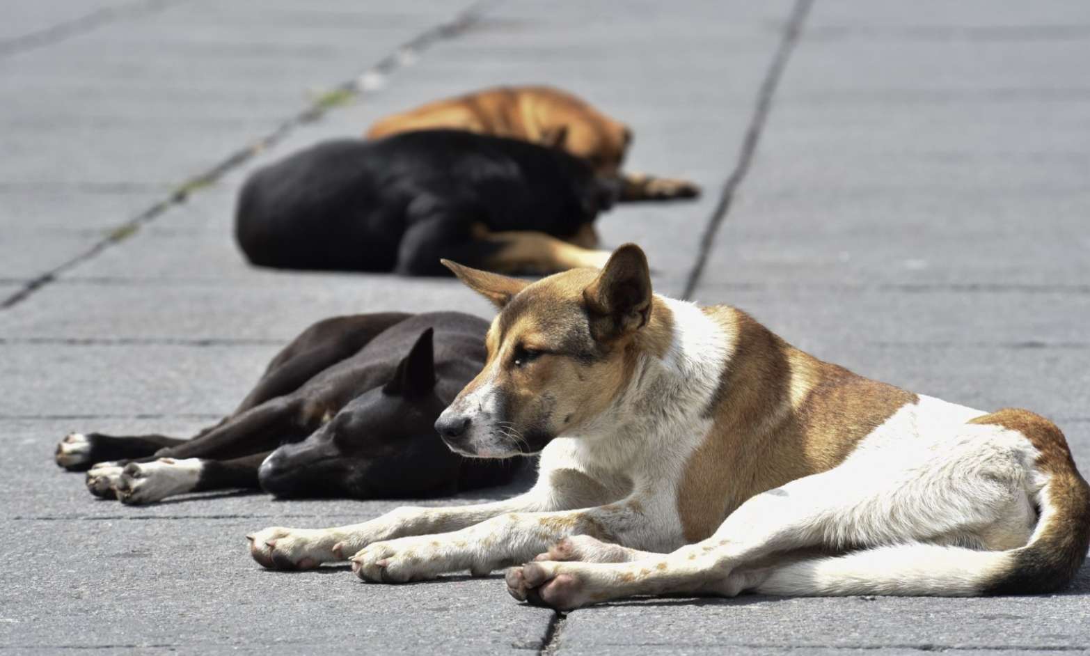Gobierno federal alista impulso a reformas de protección animal