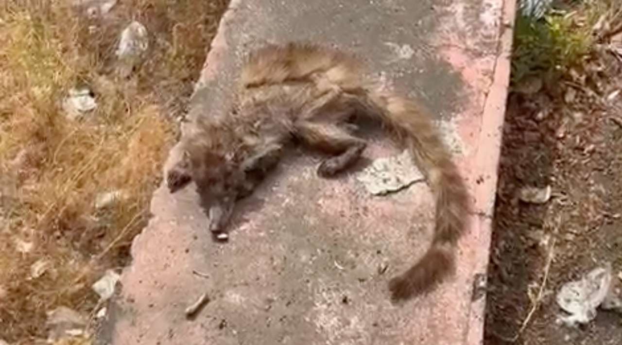 Expertos piden evitar el contacto y la alimentación de coatíes en Cuernavaca