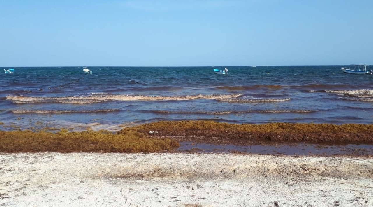 Tulum y Quintana Roo se preparan ante arribo anticipado de sargazo