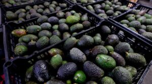 Crecen 11% exportaciones de aguate mexicano a EE.UU. por el Super Bowl