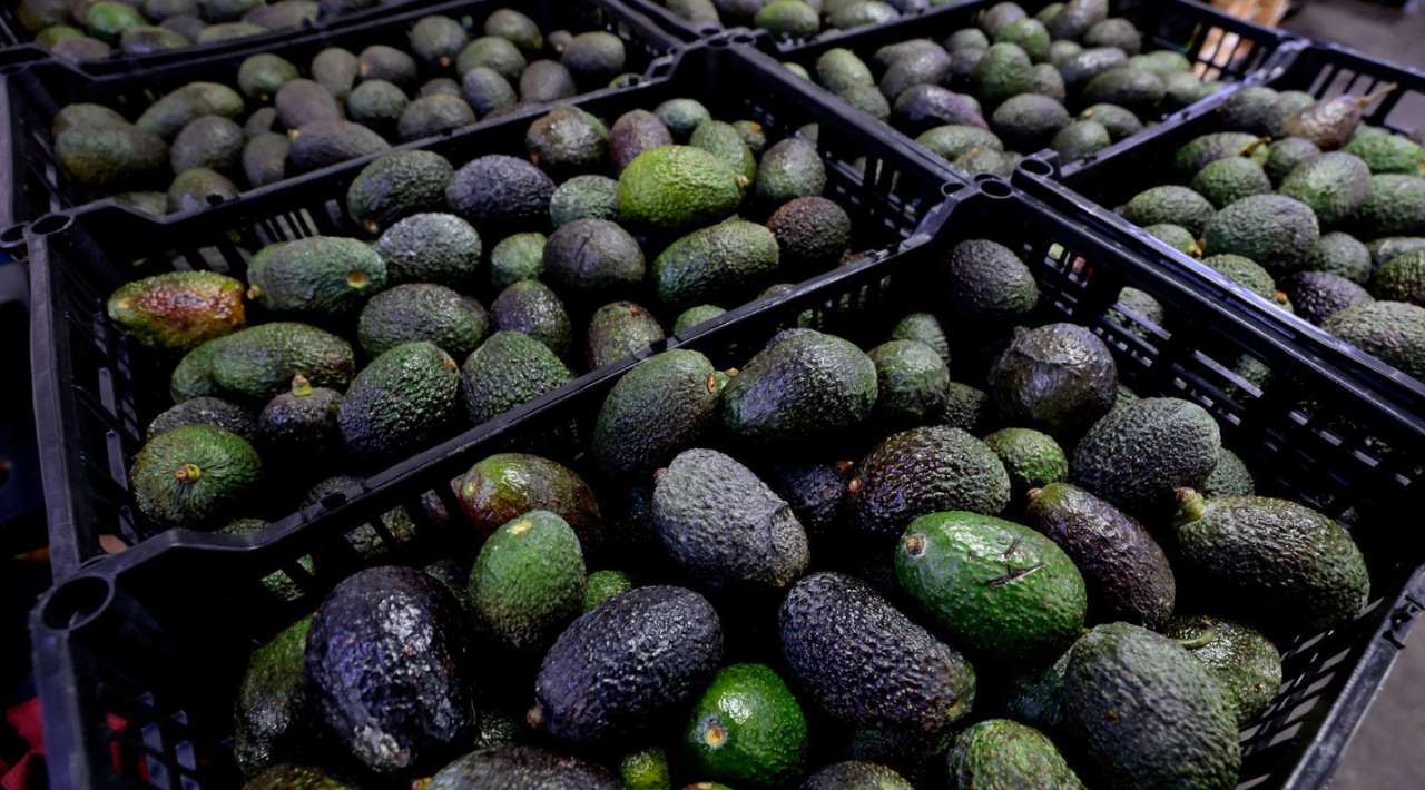 Crecen 11% exportaciones de aguate mexicano a EE.UU. por el Super Bowl