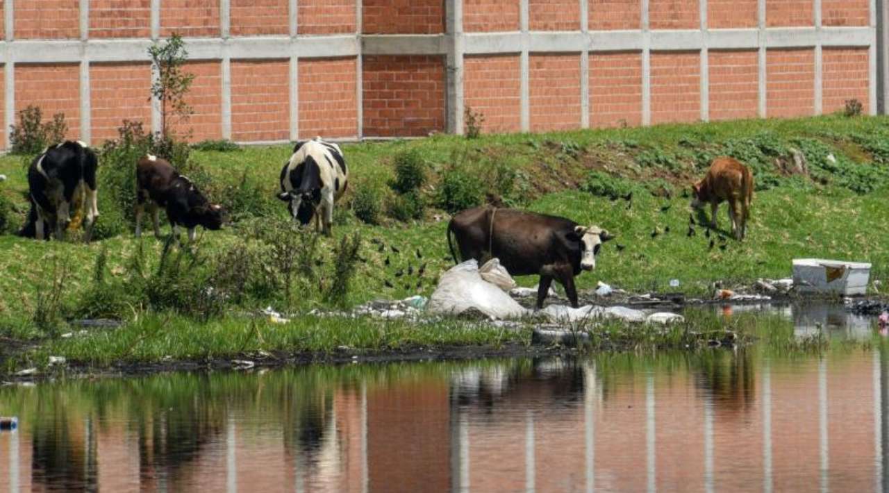 Refuerzan operativo sanitario contra gusano barrenador en el noreste del país