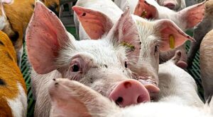 España alerta a OMS por posible transmisión de gripe porcina entre humanos