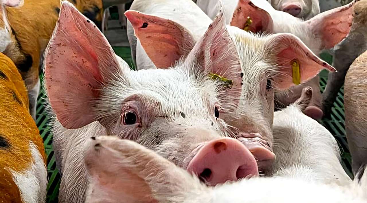 España alerta a OMS por posible transmisión de gripe porcina entre humanos