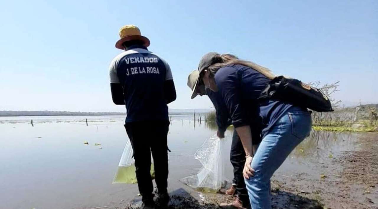 UAEM libera 430 mojarras copetonas en Laguna de Coatetelco