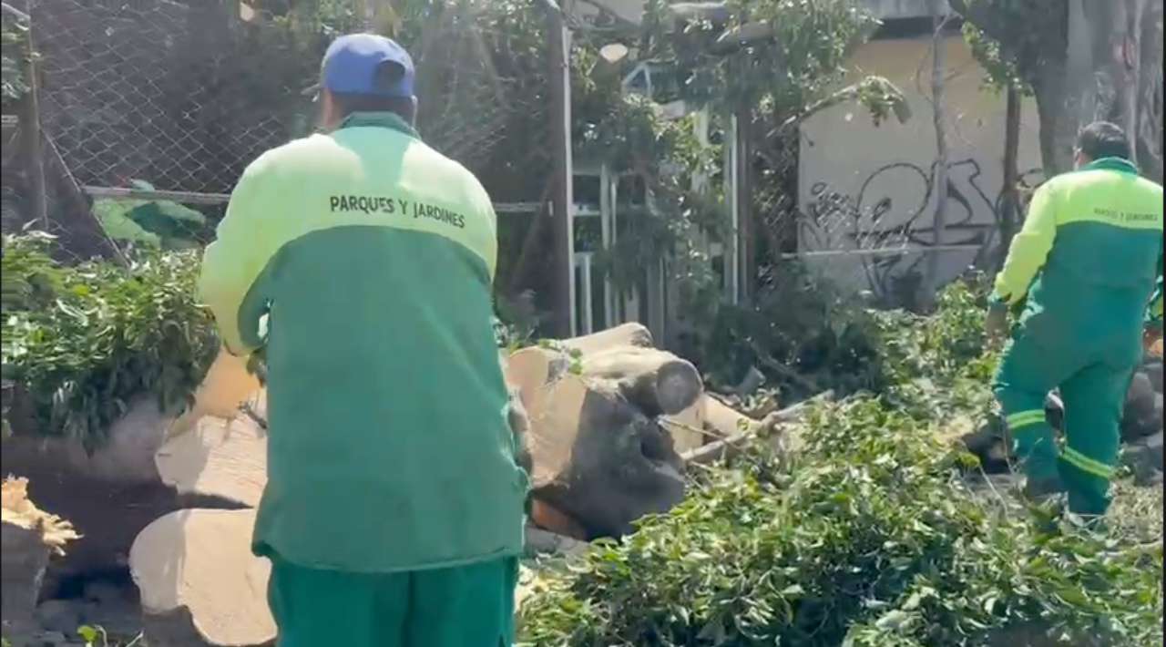 Fuertes vientos derriban árbol en Cuernavaca