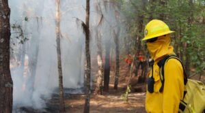 México registra 24 incendios forestales activos en 8 estados; 5 están en áreas protegidas