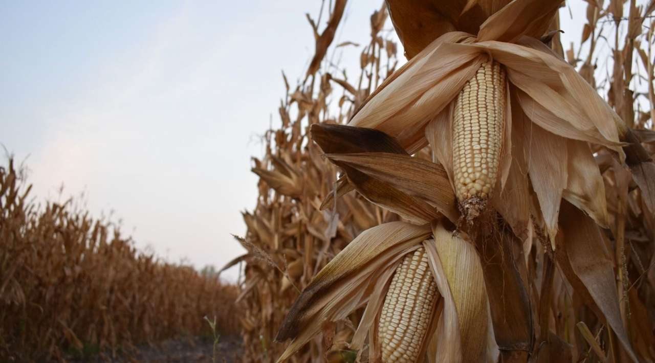 Gobierno federal prepara nuevas reglas para apoyo a productores de maíz