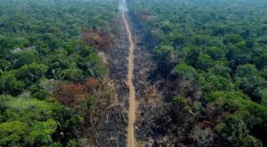 Gobierno brasileño otorga primera concesión para reforestar en el Amazonas