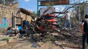 Árbol de más de 5 metros cae sobre camión en avenida Vicente Guerrero, Cuernavaca