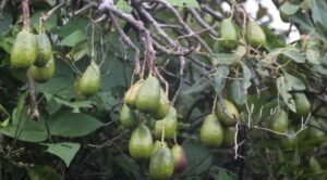 Semarnat, Profepa y productores pactan impulsar aguacate sustentable