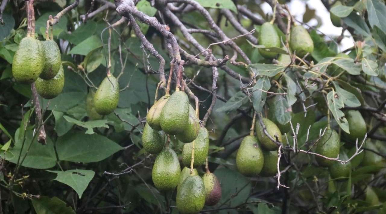 Semarnat, Profepa y productores pactan impulsar aguacate sustentable