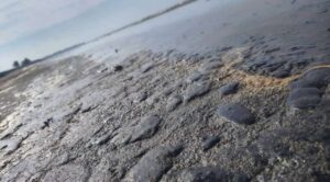 Once instituciones investigan derrames de petróleo en el Golfo de México: Sheinbaum