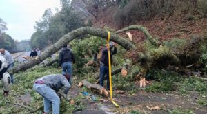 Árbol cae sobre la autopista México–Cuernavaca y bloquea circulación