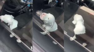 Indigna video de cachorro encerrado en auto en Jiutepec
