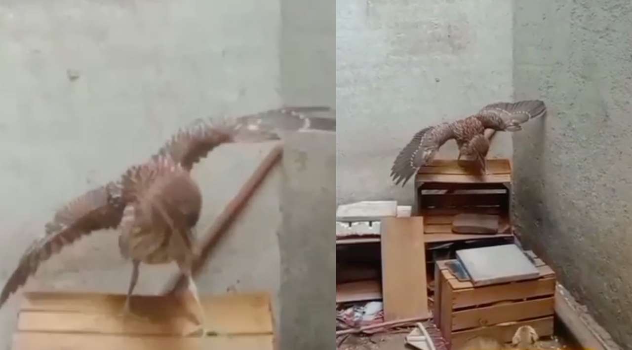 Rescatan a garza atrapada en fraccionamiento de Jojutla