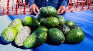 Caída en precio del aguacate deja pérdidas de hasta 40% a productores de Buenavista del Monte