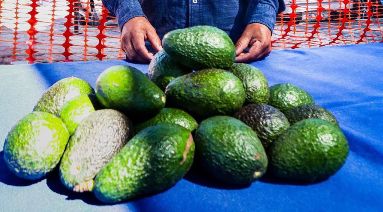 Caída en precio del aguacate deja pérdidas de hasta 40% a productores de Buenavista del Monte