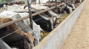 Planta en Chiapas para combatir gusano barrenador será inaugurada en junio