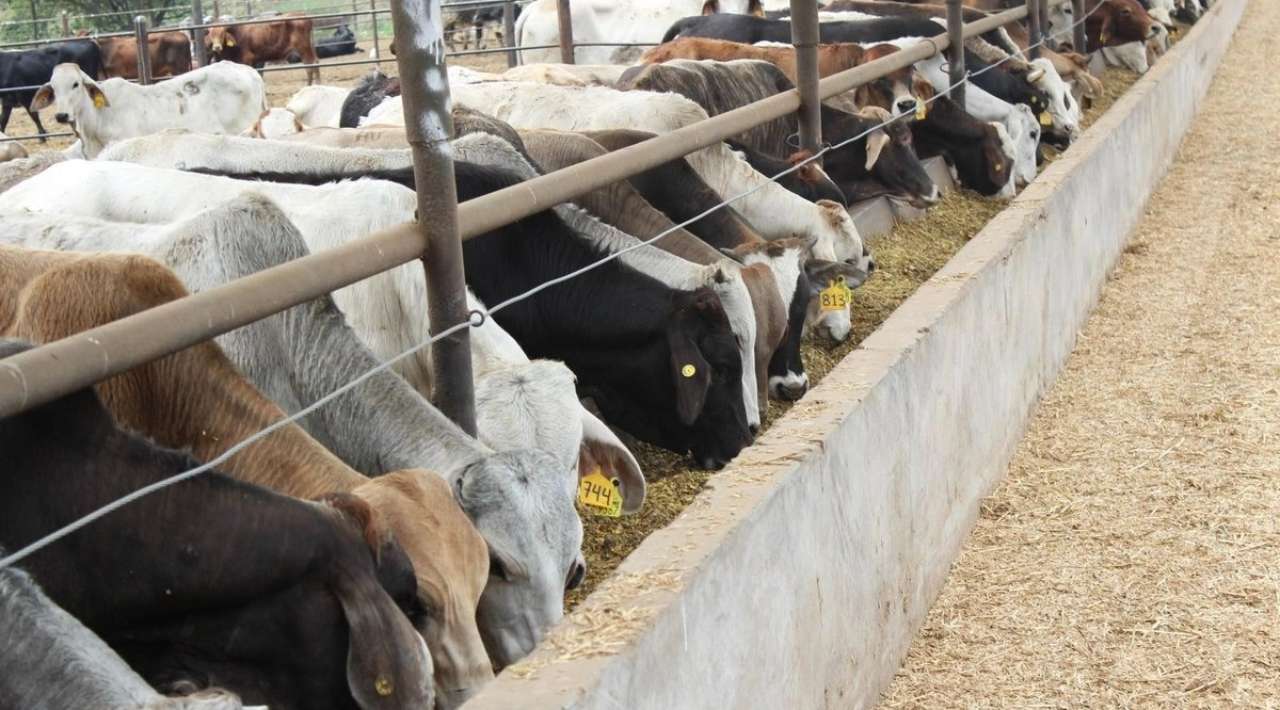 Planta en Chiapas para combatir gusano barrenador será inaugurada en junio