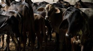 México suspende importación de ganado y otros animales desde EE.UU. por casos de gusano barrenador