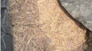 Aseguran 500 kilos de raíz de tepezcohuite en el AICM; serían enviados a Gran Bretaña