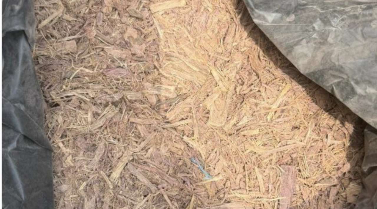 Aseguran 500 kilos de raíz de tepezcohuite en el AICM; serían enviados a Gran Bretaña