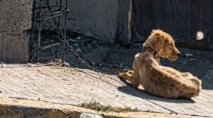 FGE registra 42 denuncias por maltrato animal; zona metropolitana concentra la mayor incidencia