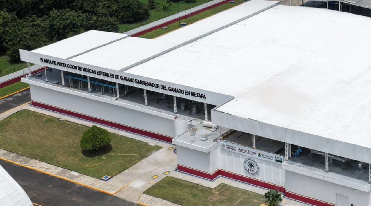 Producción de moscas estériles definirá reapertura de frontera al ganado mexicano: Sheinbaum