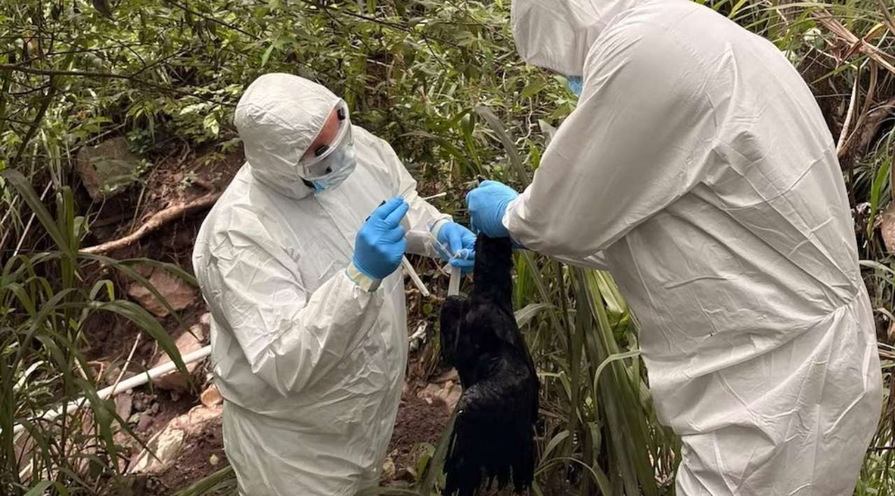 Honduras refuerza vigilancia tras detectar brote de influenza aviar en aves silvestres