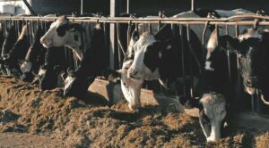 Detectan primer caso de gusano barrenador en ganado de Texas en 10 años