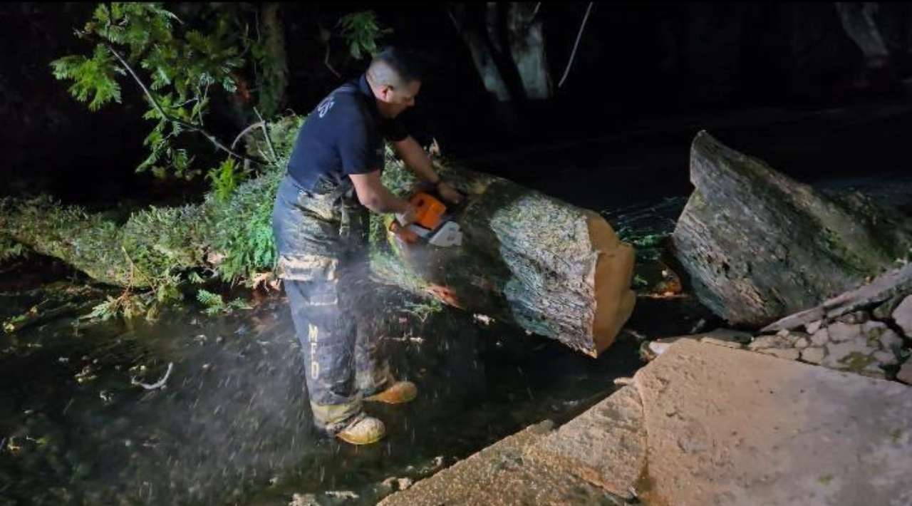 Retiran árboles caídos en cinco puntos de Cuernavaca por lluvias