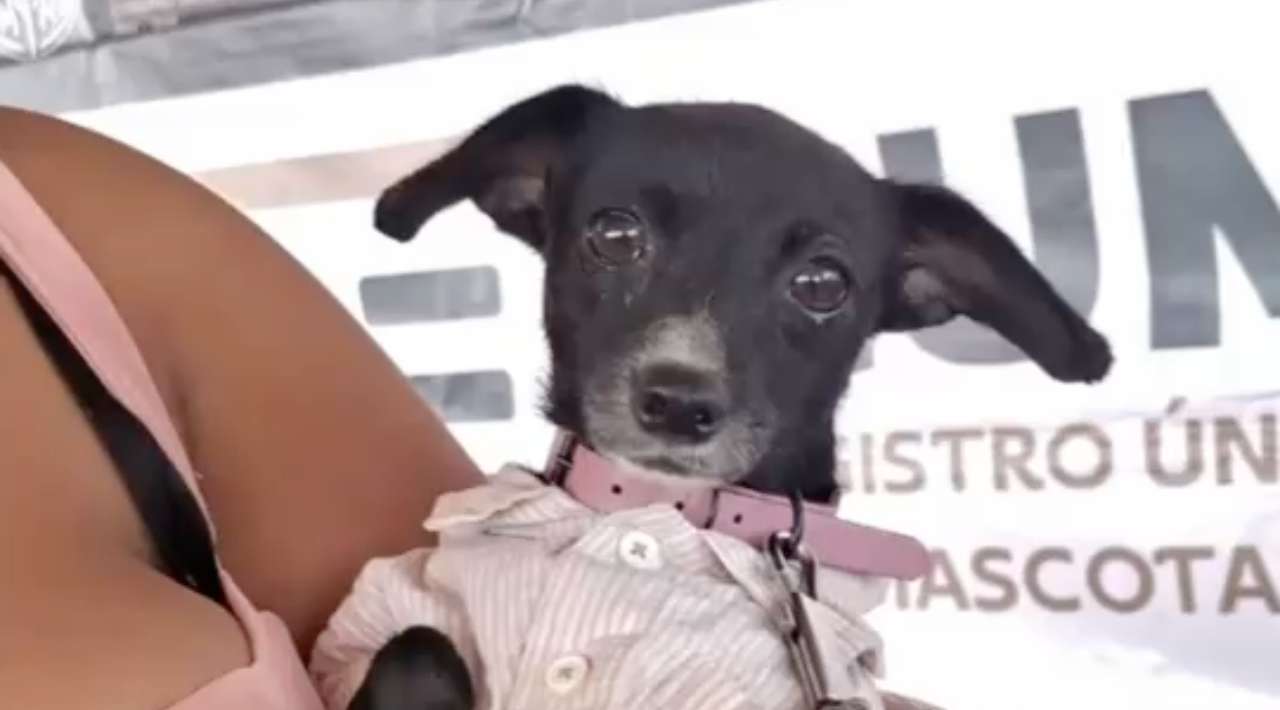 Esterilizan gratuitamente a más de 260 perros y gatos en Xoxocotla