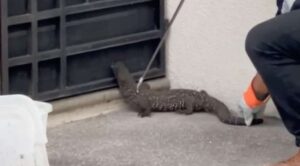 Capturan ejemplar de lagarto enchaquirado en Xochitepec; es entregado a la Profepa