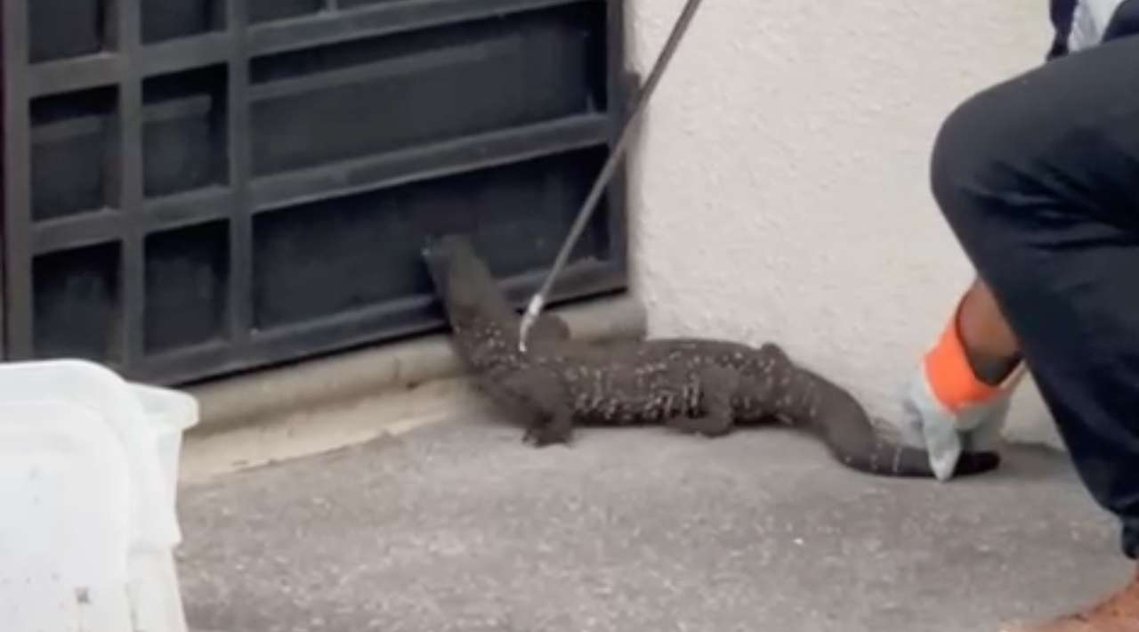 Capturan ejemplar de lagarto enchaquirado en Xochitepec; es entregado a la Profepa