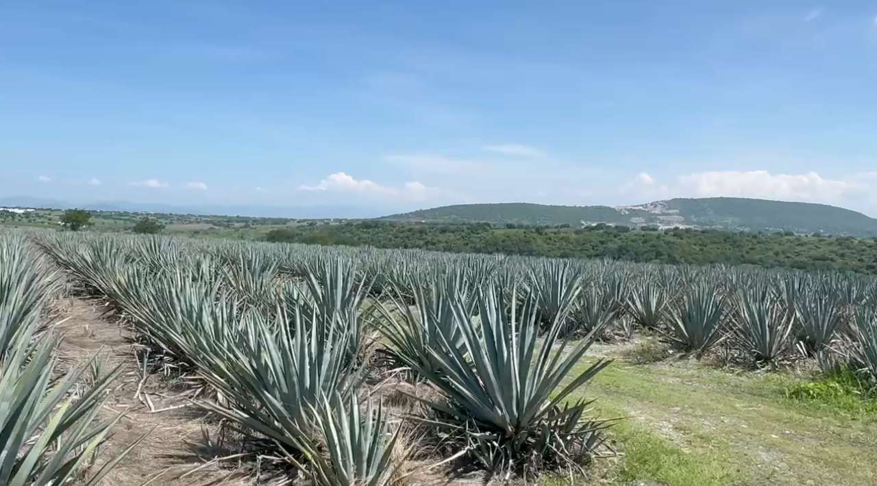 Impulsan ruta del agave en Jojutla para promover cultura y producción de mezcal