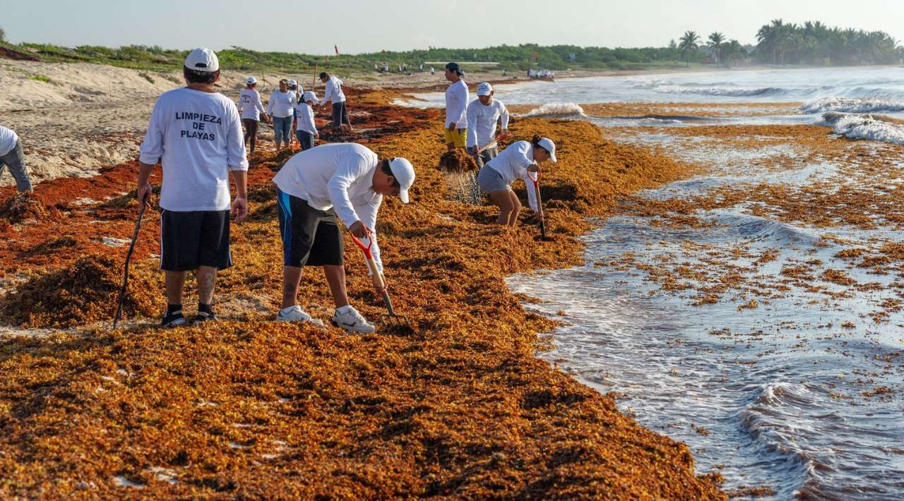 Semarnat alerta por 90 mil toneladas de sargazo en Quintana Roo y plantea su aprovechamiento industrial