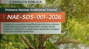 Abre Gobierno Estatal consulta pública para proteger árboles y bosques urbanos