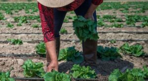Salud descarta brote por casos de ciclosporiasis en México; tampoco hay evidencia que lechuga mexicana provocara casos en EE.UU.