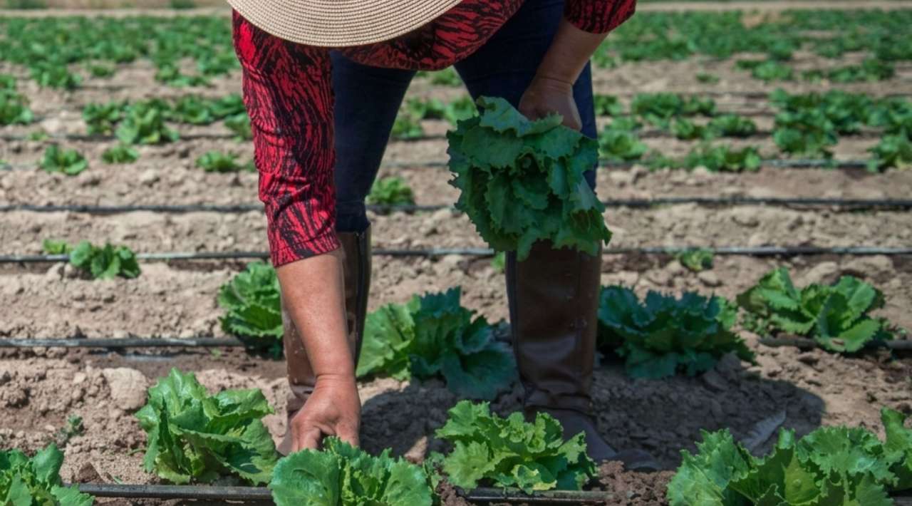 Salud descarta brote por casos de ciclosporiasis en México; tampoco hay evidencia que lechuga mexicana provocara casos en EE.UU.