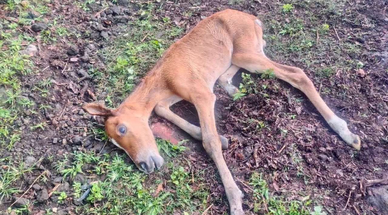 Denuncian muerte de potrillo en Tepoztlán; acusan omisión del Ayuntamiento en bienestar animal