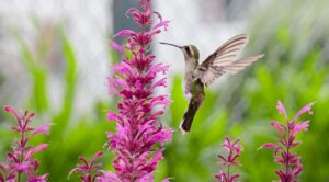 Parque Raíces Ahuatlán se consolida como refugio y registra cuatro especies de colibríes