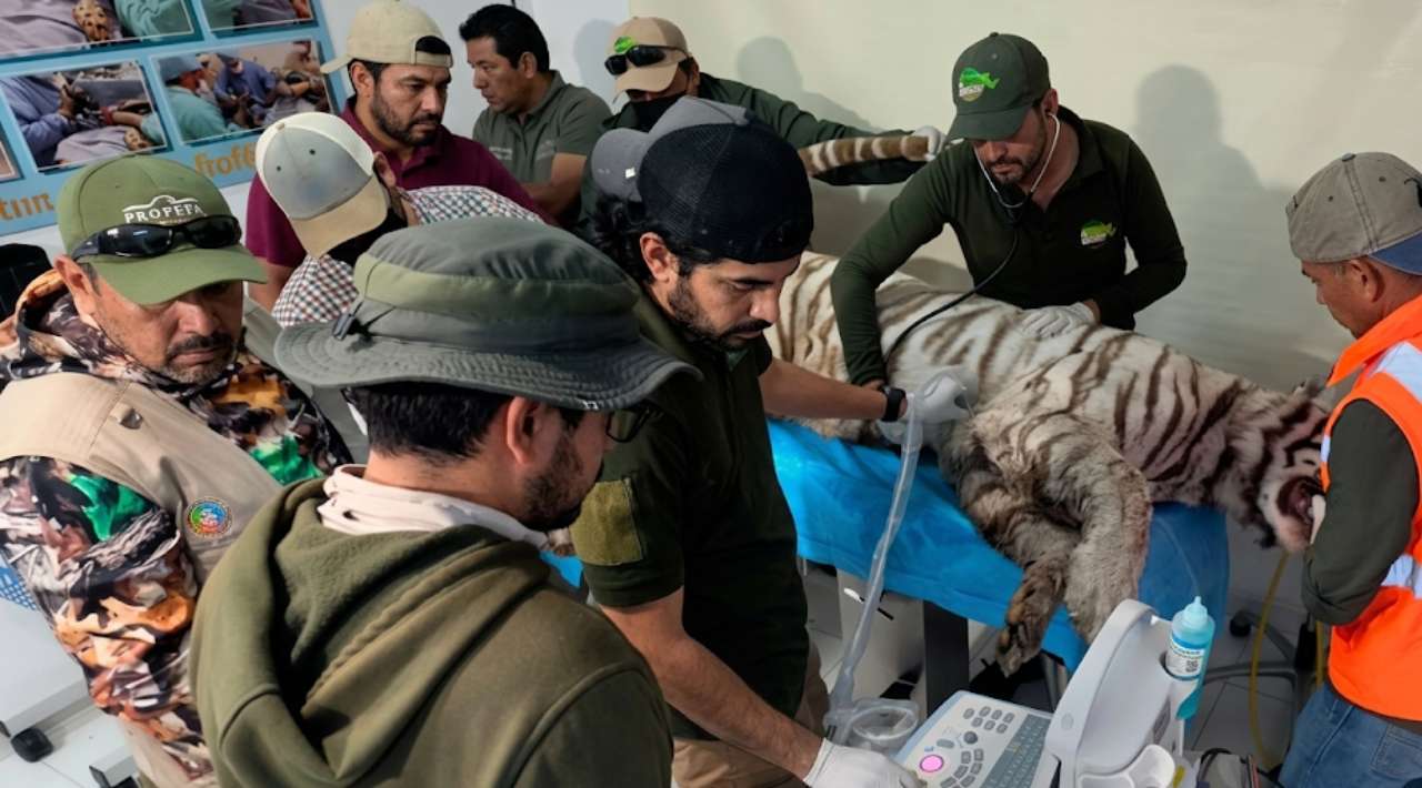 Muere tigre de Bengala tras operativo de rescate; Profepa clausura centro privado en Edomex