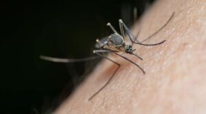 ¿Por qué pican los mosquitos? Experto explica que no es por la “sangre dulce”